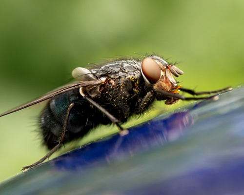 housefly, karasinek, haşeremarket pest control